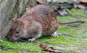 Brown Rat or Common Rat